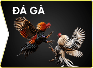 đá gà 789win